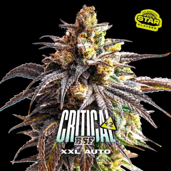 Critical +2 XXL Auto Samen > BSF Seeds | Autoflowering Hanfsamen  |  Indica